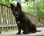 Small #3 German Shepherd Dog