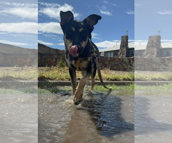 Medium Photo #3 German Shepherd Dog-Unknown Mix Puppy For Sale in Williamsburg, NM, USA