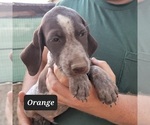 Small Photo #3 German Shorthaired Pointer Puppy For Sale in BERESFORD, SD, USA