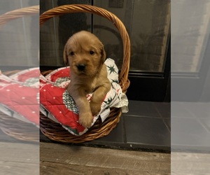 Medium Golden Retriever