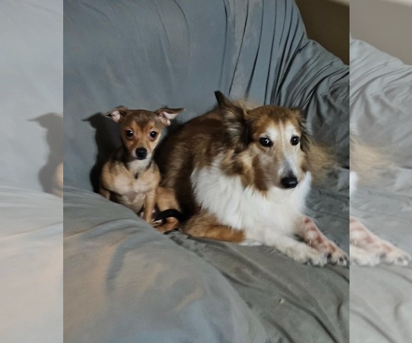 Medium Photo #6 Chihuahua-Unknown Mix Puppy For Sale in Rockaway, NJ, USA