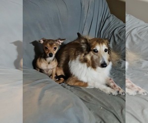 Hero Sussex - Female Chihuahua-Unknown Mix Dog for Adoption - Photo #6