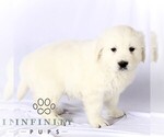 Small #1 English Cream Golden Retriever