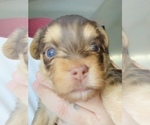 Small Photo #13 Yorkshire Terrier Puppy For Sale in LA SIERRA, CA, USA