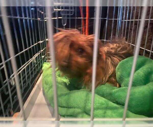 Medium Photo #3 Mutt Puppy For Sale in Lewistown, PA, USA