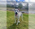 Small Photo #2 Mutt Puppy For Sale in Temple, TX, USA