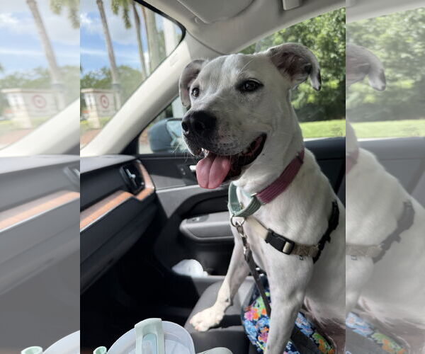 Medium Photo #10 Labrador Retriever-Unknown Mix Puppy For Sale in Royal Palm Beach, FL, USA