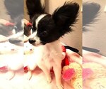 Small #1 Papillon