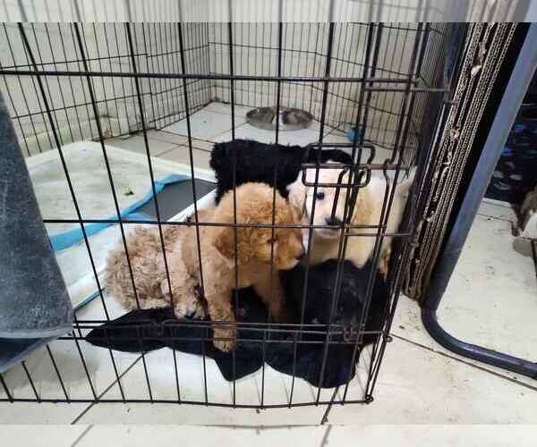 Medium Photo #2 Goldendoodle Puppy For Sale in DELTONA, FL, USA