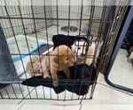 Litter of 11 - Male(s) and Female(s) GoldendoodleLitter of Puppies for Sale - Photo #2
