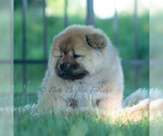 Small #6 Chow Chow