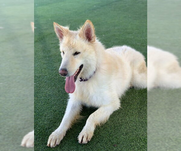 Medium Photo #2 German Shepherd Dog Puppy For Sale in San Diego, CA, USA