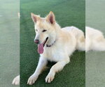 Small #1 German Shepherd Dog