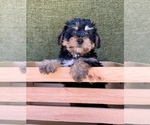Small #8 Yorkshire Terrier