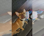 Small #4 American Pit Bull Terrier-Labrador Retriever Mix
