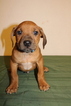 Small Photo #1 Rhodesian Ridgeback Puppy For Sale in GATE, WA, USA
