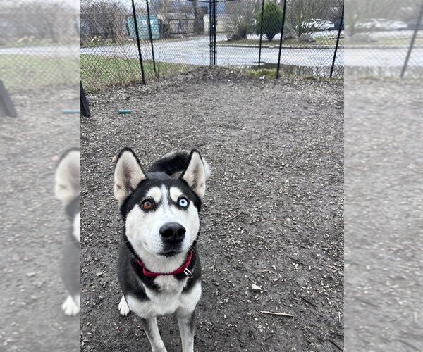 Medium Photo #12 Siberian Husky-Unknown Mix Puppy For Sale in Elmsford, NY, USA