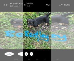 Medium Dachshund