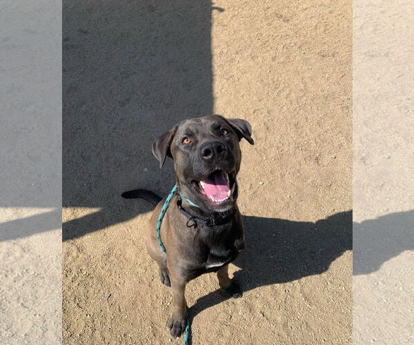 Medium Photo #1 Chesapeake Bay Retriever-Great Dane Mix Puppy For Sale in Incline Village, NV, USA