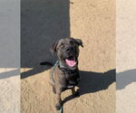 Small Chesapeake Bay Retriever-Great Dane Mix