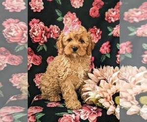 Cock-A-Poo Puppy for sale in NOTTINGHAM, PA, USA