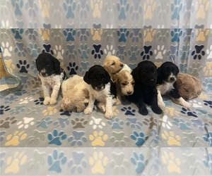Golden Mountain Doodle Puppy for sale in OTSEGO, MI, USA