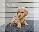 Puppy Sour Patch Goldendoodle (Miniature)