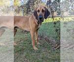 Small #4 Bloodhound-Great Dane Mix