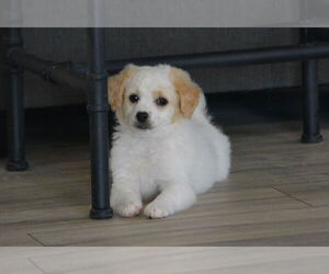 Dachshund-Spaniel Mix Dogs for adoption in Hesperia, CA, USA