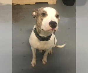 Holly - Female American Staffordshire Terrier-Unknown Mix Dog for Adoption - Photo #16