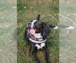 Preston - Male Mutt Dog for Adoption - Photo #3