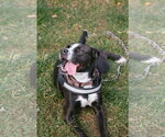 Small Photo #3 Mutt Puppy For Sale in Oakhurst, NJ, USA