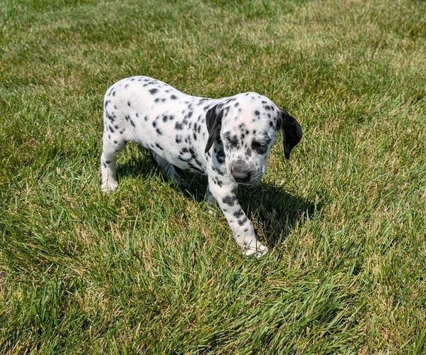 Medium Photo #27 Dalmatian Puppy For Sale in GOSHEN, IN, USA