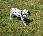 Small Photo #27 Dalmatian Puppy For Sale in GOSHEN, IN, USA