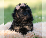 Small #4 Goldendoodle (Miniature)
