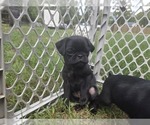 Small Photo #3 Pug Puppy For Sale in HILLSDALE, MI, USA