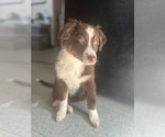 Small Photo #1 Australian Shepherd Puppy For Sale in MILWAUKEE, WI, USA