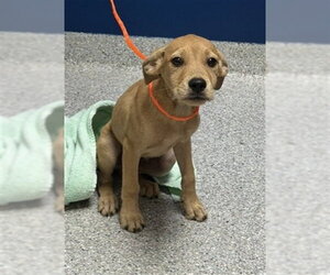 Dachshund-Unknown Mix Dogs for adoption in Pasadena, TX, USA