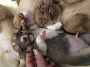 Chihuahua Puppy for sale in MEMPHIS, TX, USA