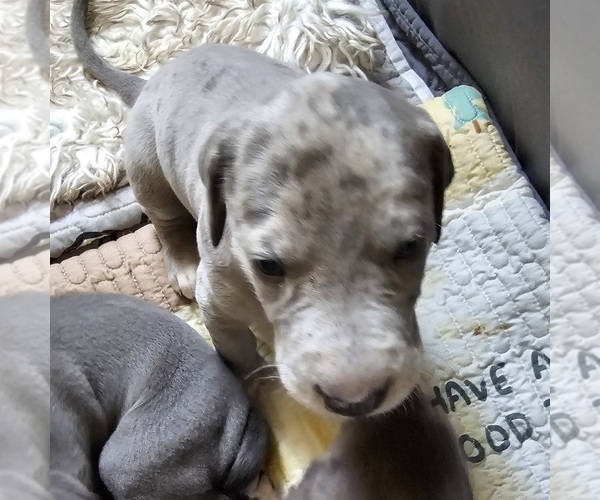 Medium Photo #16 Irish Dane Puppy For Sale in SPRINGFIELD, MO, USA