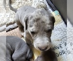 Small #4 Irish Dane