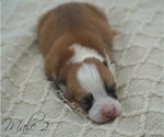 Small Photo #6 Pembroke Welsh Corgi Puppy For Sale in CRESTVIEW, FL, USA