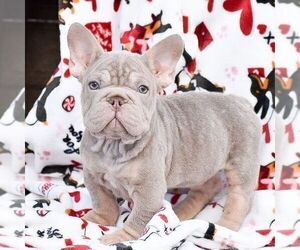 French Bulldog Puppy for sale in QUARRYVILLE, PA, USA