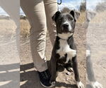 Small #6 American Staffordshire Terrier Mix