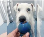 Small #5 Jack Russell Terrier Mix