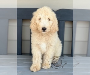 Goldendoodle Puppy for sale in MARYVILLE, MO, USA