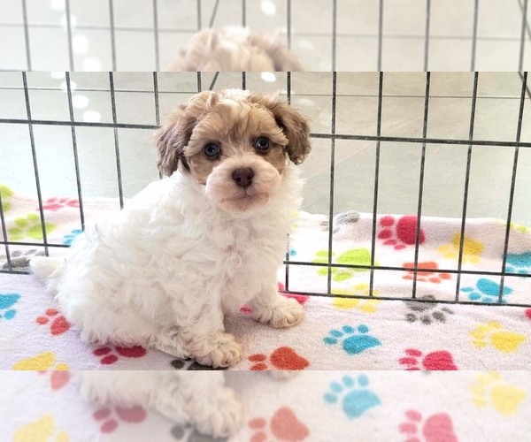 Medium Photo #10 Poovanese Puppy For Sale in ORO VALLEY, AZ, USA