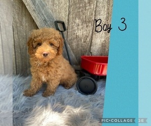 Poodle (Toy) Puppy for sale in FREDERICKTOWN, MO, USA