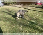 Small Photo #3 Irish Wolfhound Puppy For Sale in BOUCKVILLE, NY, USA