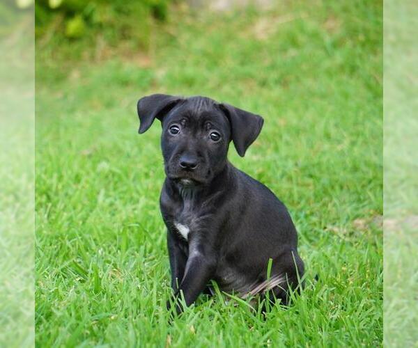 Medium Photo #4 Border Collie-Unknown Mix Puppy For Sale in San Diego, CA, USA